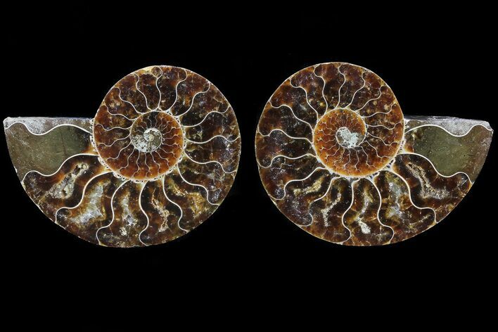 Cut & Polished Ammonite Fossil - Agatized #82325